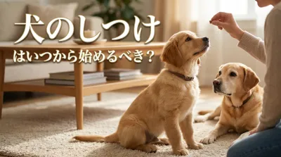 犬のしつけはいつから始めるべき?