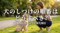 犬のしつけの順番はどうすべき?
