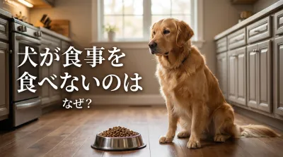 犬が食事を食べないのはなぜ?