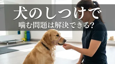 犬のしつけで噛む問題は解決できる？