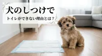 犬のしつけでトイレができない理由とは？